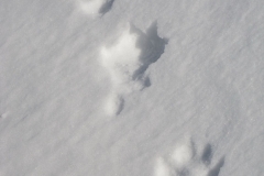 2011.03.06_IMG_3133_gm