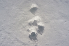 2011.03.07_IMG_3172_gm