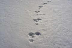 2011.03.07_IMG_3173_gm